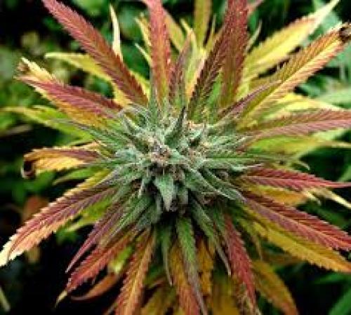 UNM Study Confirms Cannabis Flower is an Effective Mid-Level Analgesic Medication for Pain Treatment