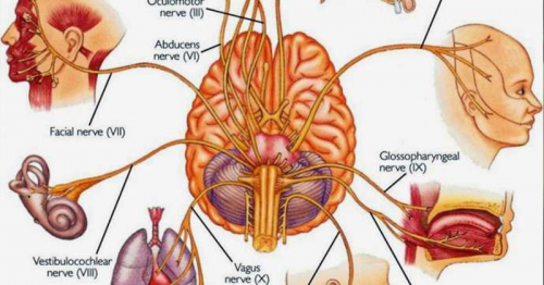 6 Ways to Instantly Stimulate Your Vagus Nerve to Relieve Inflammation, Depression, Migraines and More