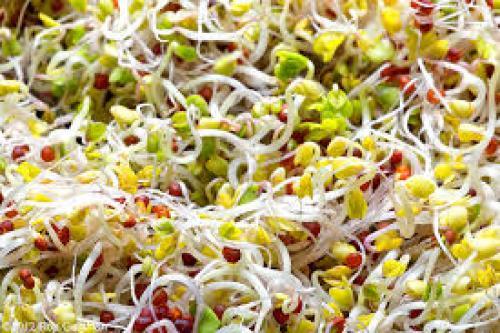 Broccoli sprout compound may restore brain chemistry imbalance linked to schizophrenia