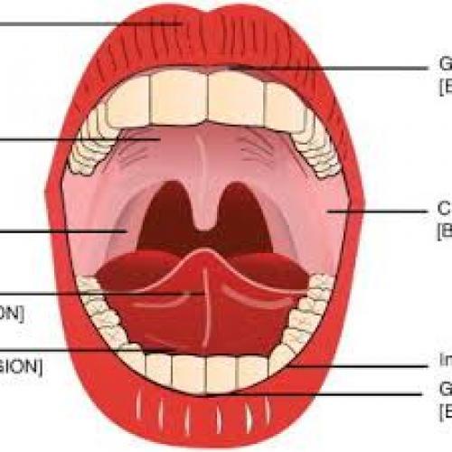 Cannabis Under The Tongue Gives Rapid Relief and Lowers the High