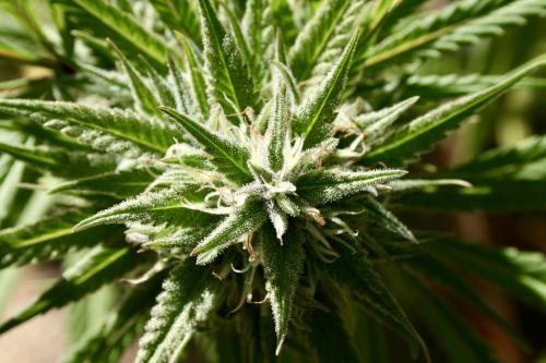 Study Reveals How Marijuana Components THC And CBD Affect Chronic Pain