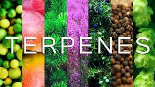 8 Major Terpenes in Cannabis That Improve Your Health