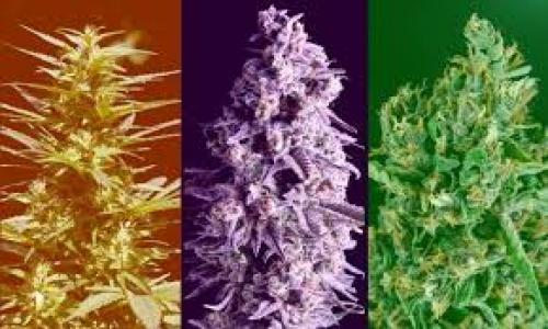 The Difference Between Indica, Sativa & Hybrid