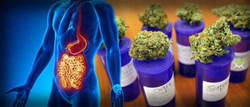Cannabis Is Curing Stomach And Bowel Diseases Considered Incurable