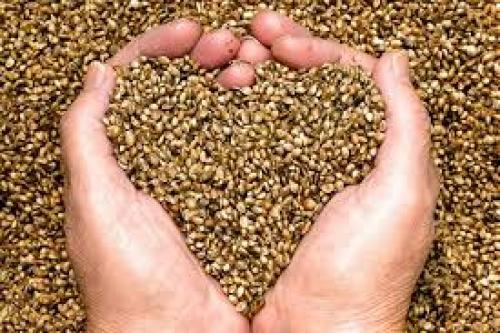 Hemp Seed Contains Compounds Called TPA That Significantly Reduce Brain Inflammation