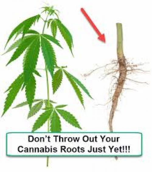 Cannabis Roots