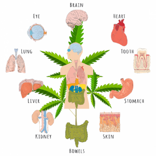 Interesting Facts About Cannabis And The Endocannabinoid System