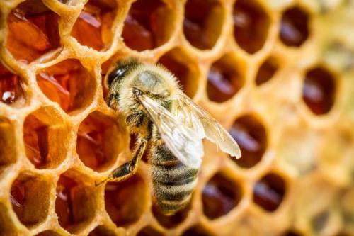 Canna-bees ‘trained to produce honey from marijuana.
