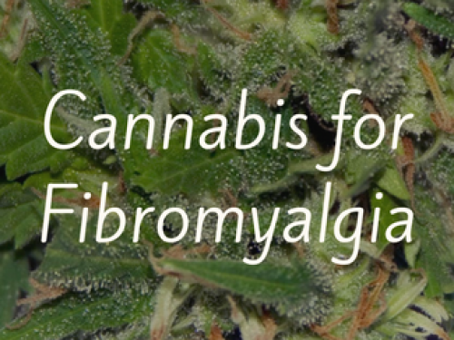 What the experts have to say about the use of marijuana for treating fibromyalgia.