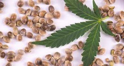 Current State Of Laws On Cannabis Seeds In Canada