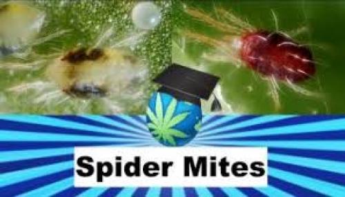 SPIDER MITES and How To Identify, Prevent and Exterminate them - Cannabis Growing