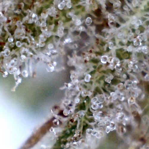 What is THC, And is right for me?