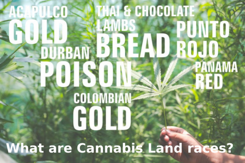 What are Cannabis Landraces?