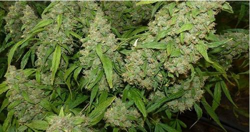 When is the right time to harvest your cannabis plants?