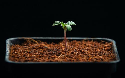 6 things every beginning cannabis homegrower should know