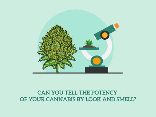 Can you tell the potency of cannabis by look and smell?